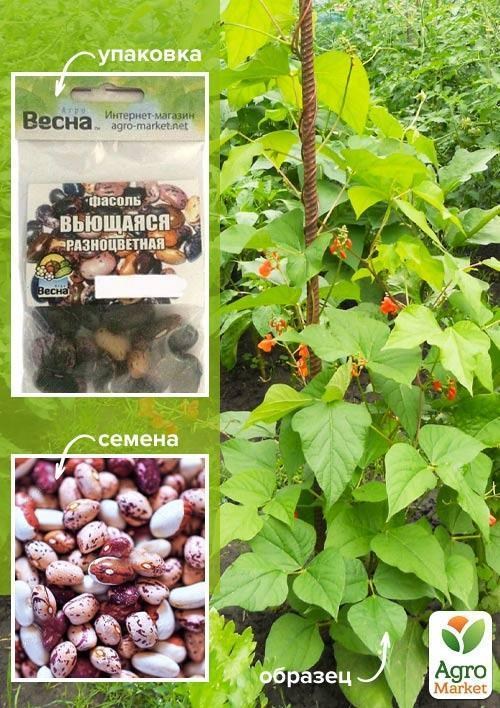 Квасоля "Кучерява різнобарвна" (Зипер) ТМ "Весна" 5г