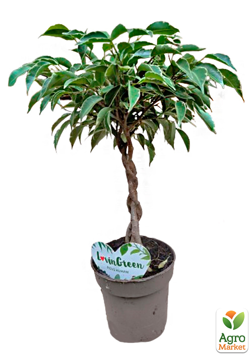 LMTD Фикус Бенджамина "Kumani" переплетенный ствол (высота 35-45см) - фото 7