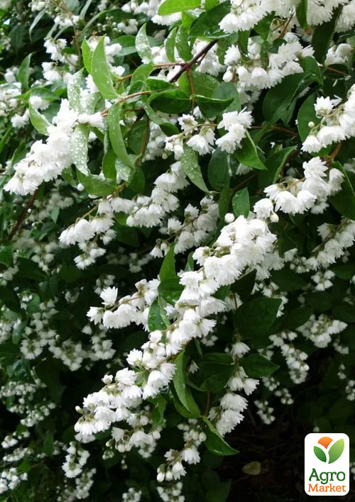 Дейція "Alba Plena"