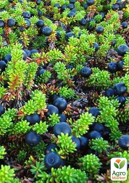 Водяника (Empetrum) - фото 2