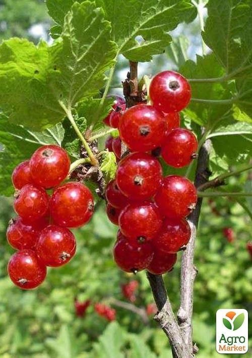 Смородина красная "Ненаглядная" (средний срок созревания)