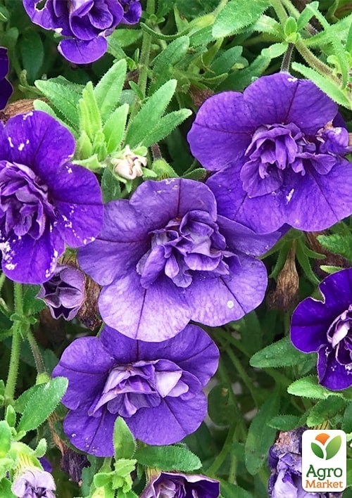 Калібрахоа PortuCal "Double Blue" - фото 3