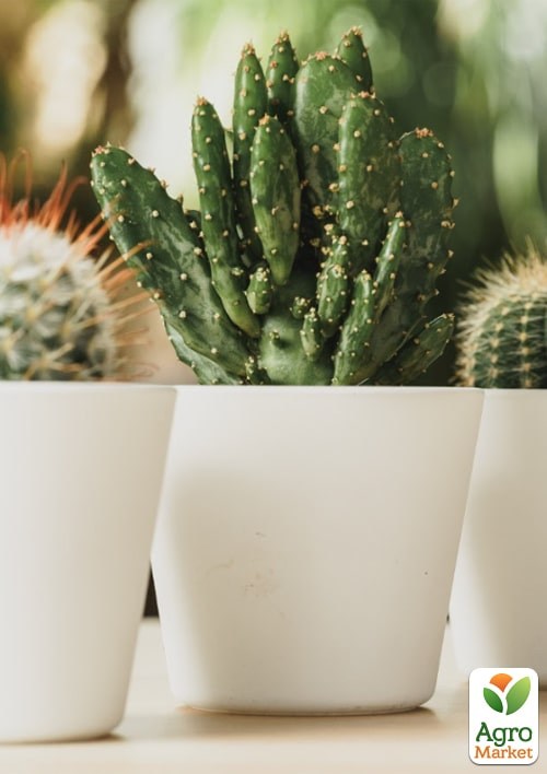 Торфосуміш для кактусів COMPO CACTEA 5л (1221) - фото 2