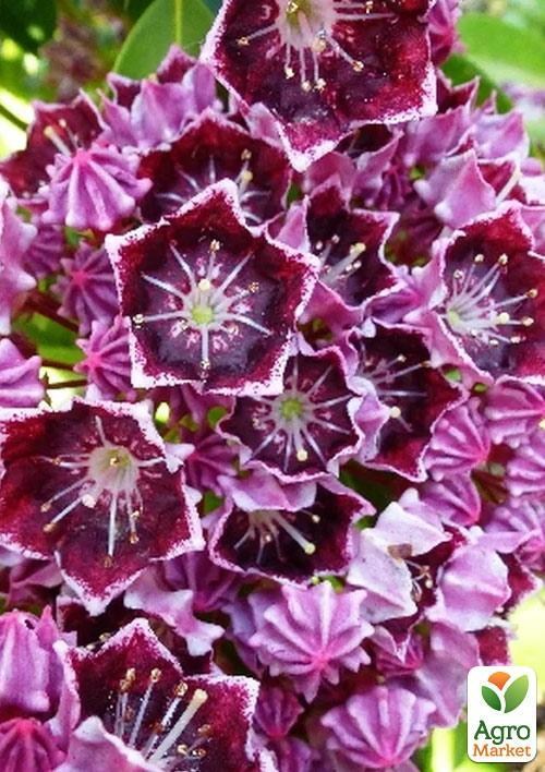 Кальмия latifolia "Latchmin"