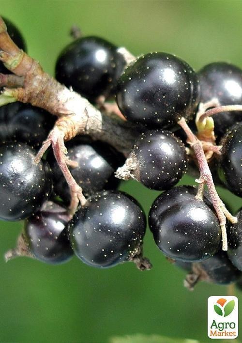 Смородина чорна "Голубка" (ранній термін дозрівання) - фото 2