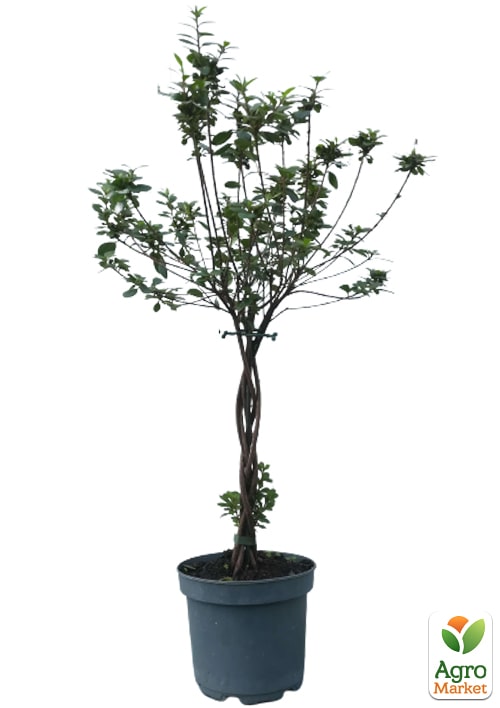 LMTD Рододендрон на штамбе 3-х летний "MIX" Уценка(40-60см) - фото 6