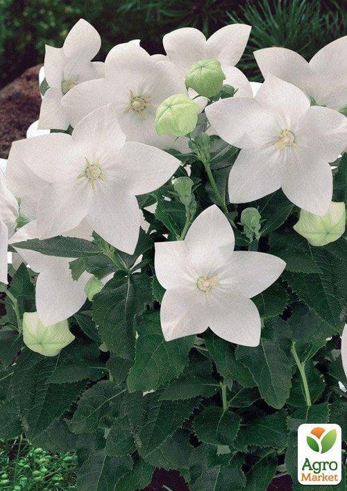 Ширококолокольчик (platycodon) "Grandiflorus Albus"