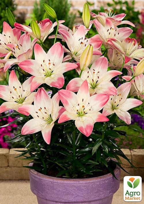Лилия Горшечная "Sugar Love" 