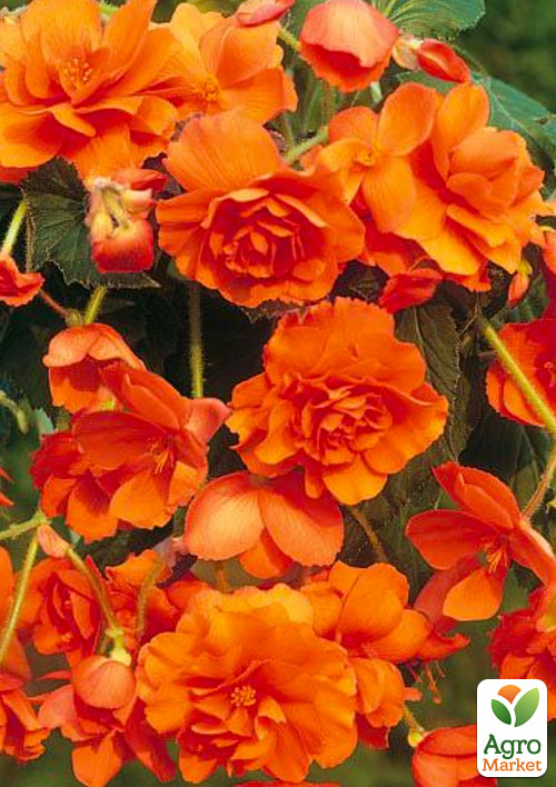 Бегония ампельная "Каскад оранжевая" 1 шт