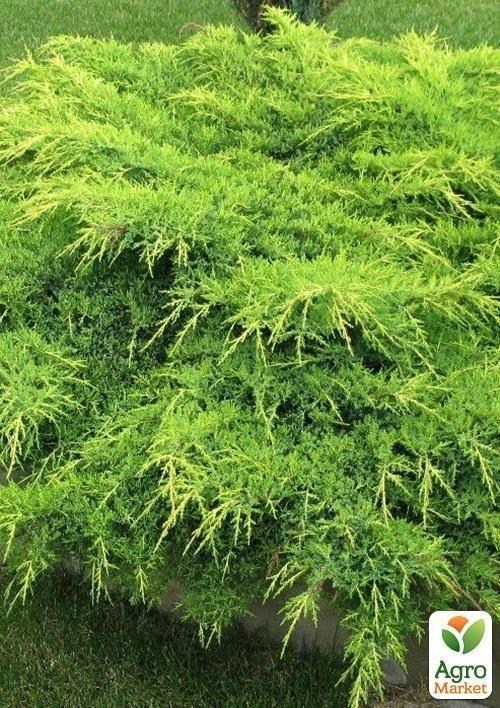 Можжевельник средний "Aurea" контейнер 1л