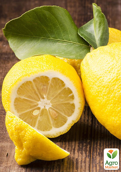 Лимон "Флорентина"  (саженец 3 года) высота 70-90см - фото 7