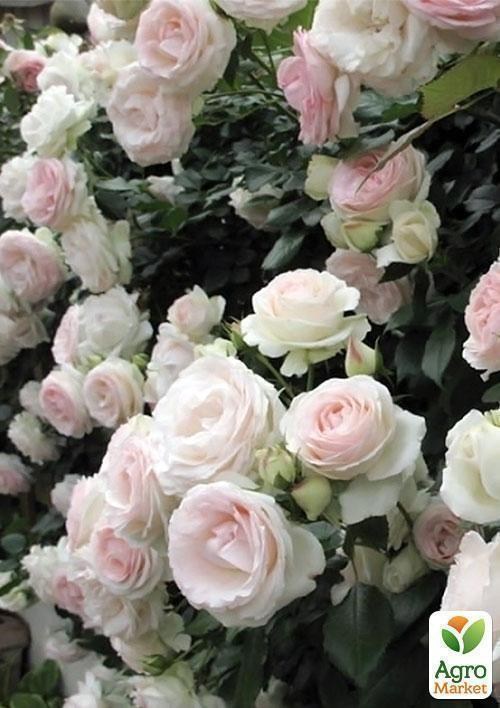 Роза плетистая "Palace Royal"