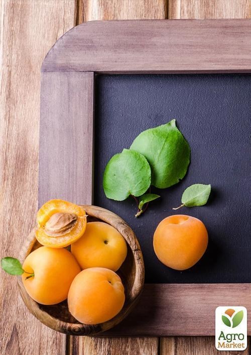 Абрикос "Солнечный" - фото 2