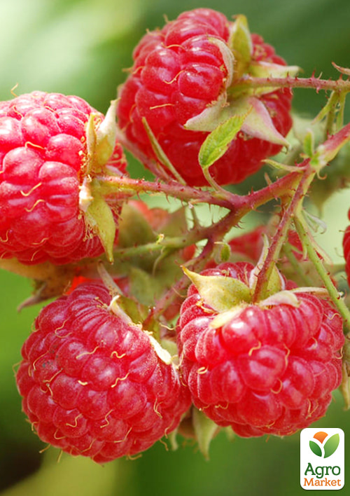 Малина ремонтантная "Амира" (итальянская селекция, транспортабельный сорт) 1-летний саженец