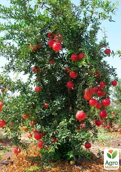 Гранат "Крымский розовый"