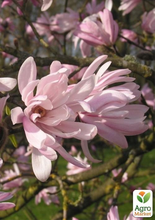 Магнолія зірчаста "Rosea" (вік саджанця 2,5 року)