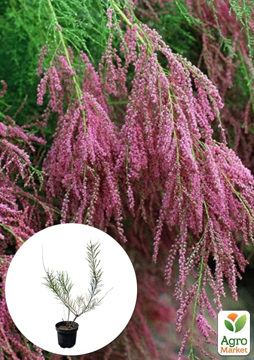 Тамарикс ветвистый 2-х летний "Pink Cascade" С2