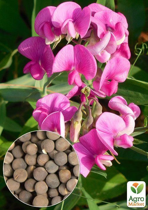 На вагу Духмяний горошок "Рожева мрія" ТМ "Весна" ціна за 4г