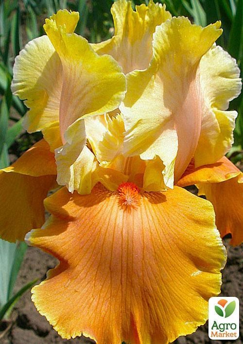 Ирис бородатый крупноцветковый "English Sharm"  1шт в упаковке