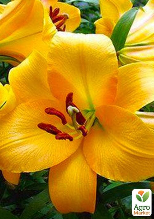 Лилия Гигант "Saltarello" 