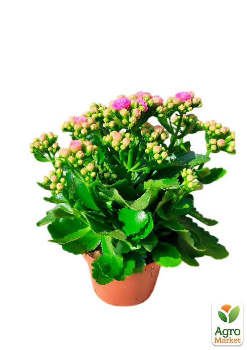 Каланхоэ Блоссфельда "Rose" (Kalanchoe Blossfeldiana) (Нидерланды) - фото 5