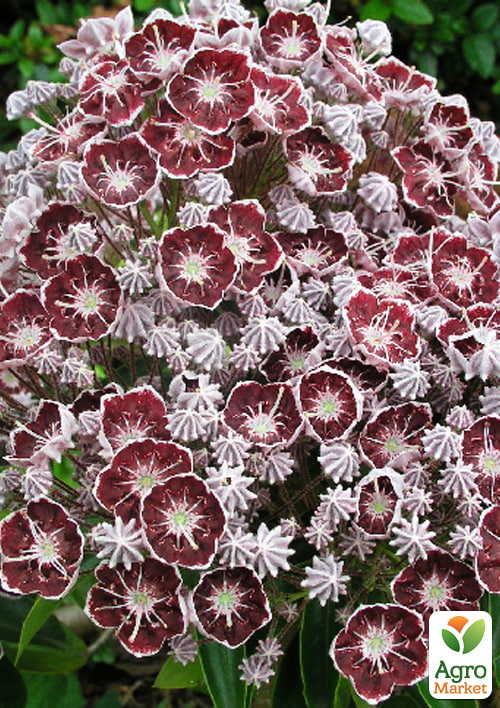 Кальмия latifolia "Merlin"