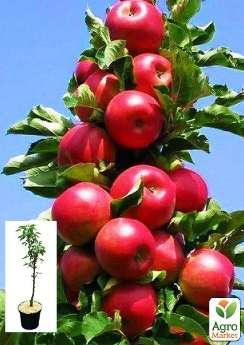 Яблоня колоновидная "Джин" укорененная в контейнере (саженец 2 года)