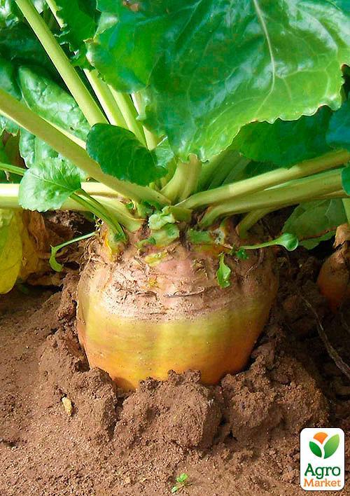 Свекла кормовая "Урсус" (Зипер) ТМ "Весна" 10г - фото 2