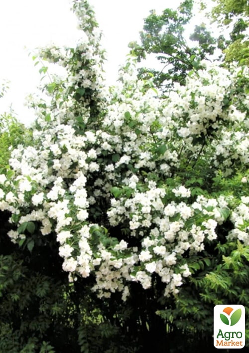Жасмин гибридный садовый (чубушник) "Bouquet Blanc", С2 - фото 2