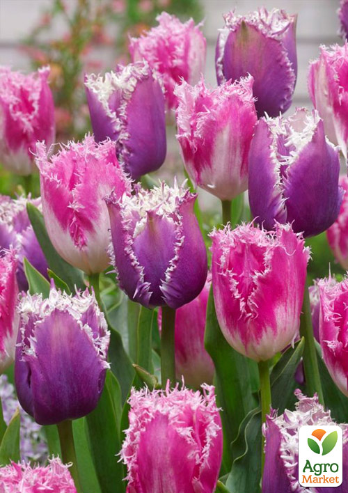 Тюльпан "Huis ten Bosch" 