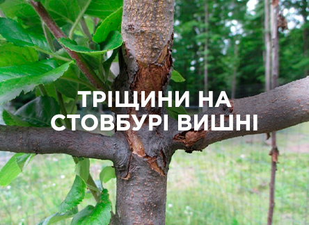 Що робити, якщо тріснув стовбур вишні після зими?