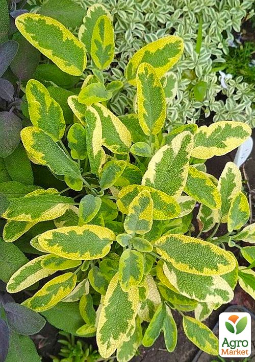 Шавлія ряболистий "Aurea"