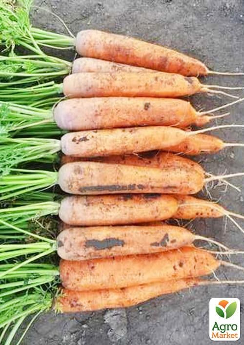 Морковь "1932 F1" ТМ "Lark Seeds" 25000шт