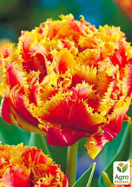 Тюльпан "Gold Dust"