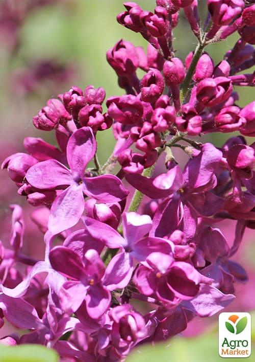 Бузок звичайний "Індія" (Indiya) - фото 6