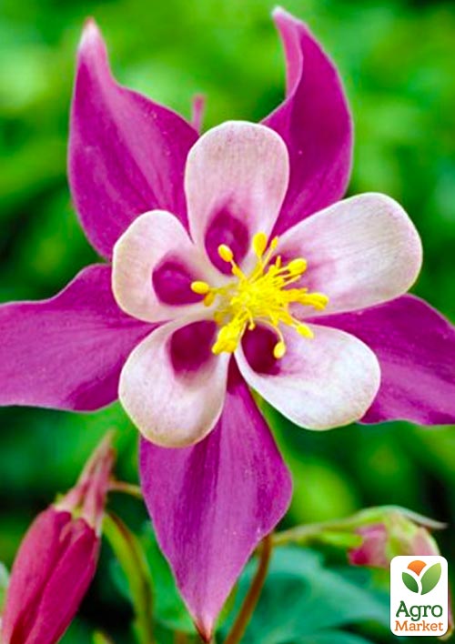 Аквилегия "Mckhana Hybryds" 1шт в упаковке