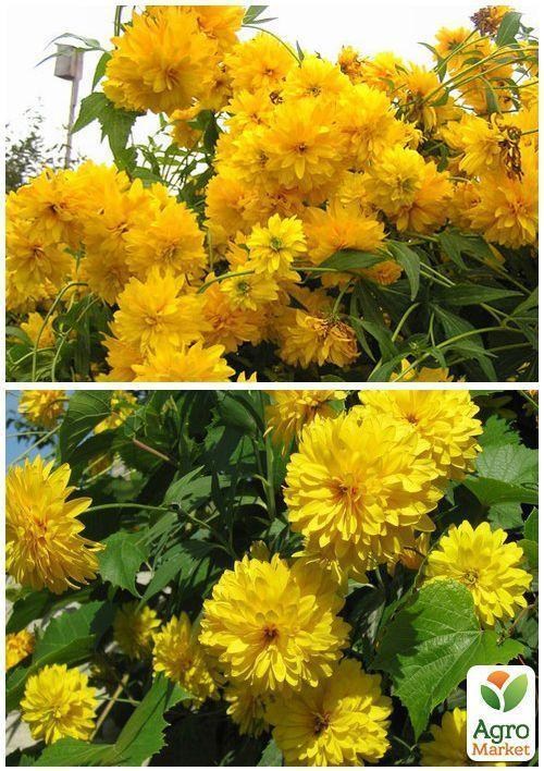 На развес Бархатцы "Золотой шар" ТМ "Весна" цена за 2г - фото 4