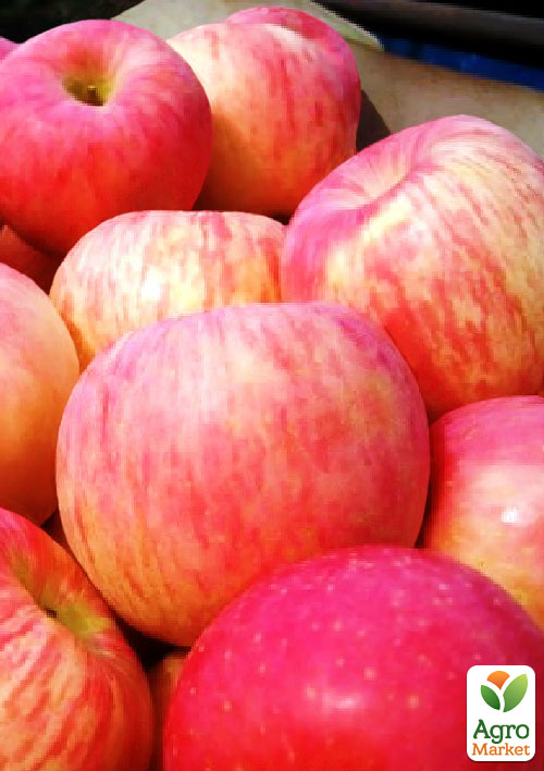 Яблоня "Фуджи кику" (зимний сорт, поздний срок созревания)