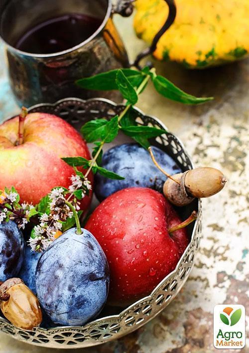 Слива "Венгерка" (поздний срок созревания) - фото 5