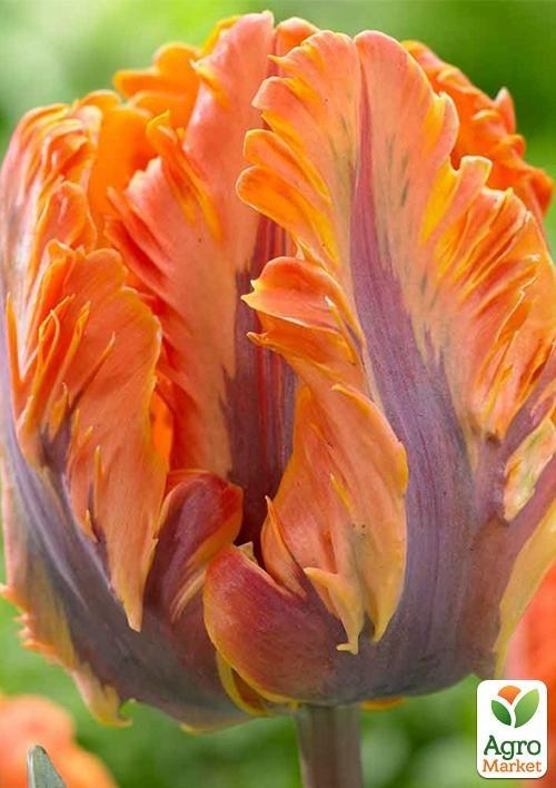 Тюльпан "Orange Rococo" (розмір 11/12, великий) 3шт в упаковці