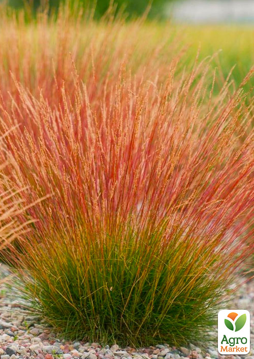 Овсяница Готье краснолистная "Blue Red" (Festuca)