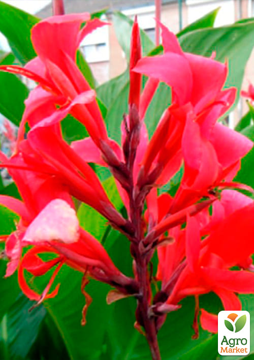 Канна "Красный Супергигант" 1шт в упаковке - фото 2