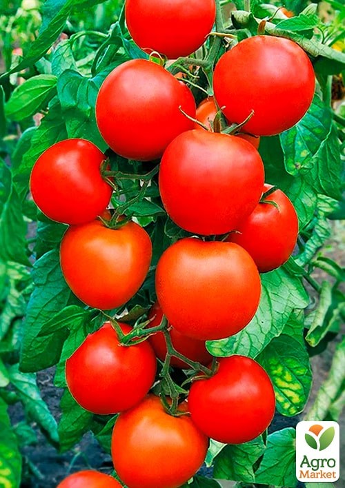 На развес Томат "Талисман" ТМ "Весна" цена за 1г - фото 2
