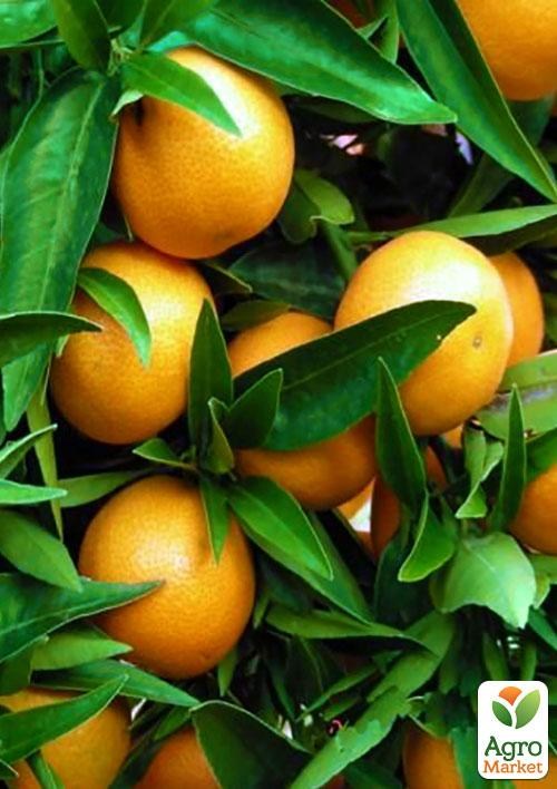 Мандарин "Стар Роби" 