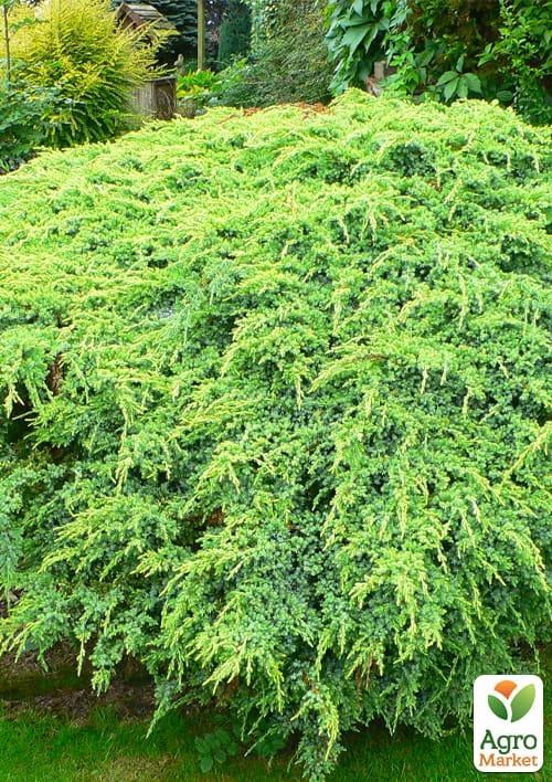 Можжевельник чешуйчатый "Holger" вазон С1,5 высота 20-30см - фото 3