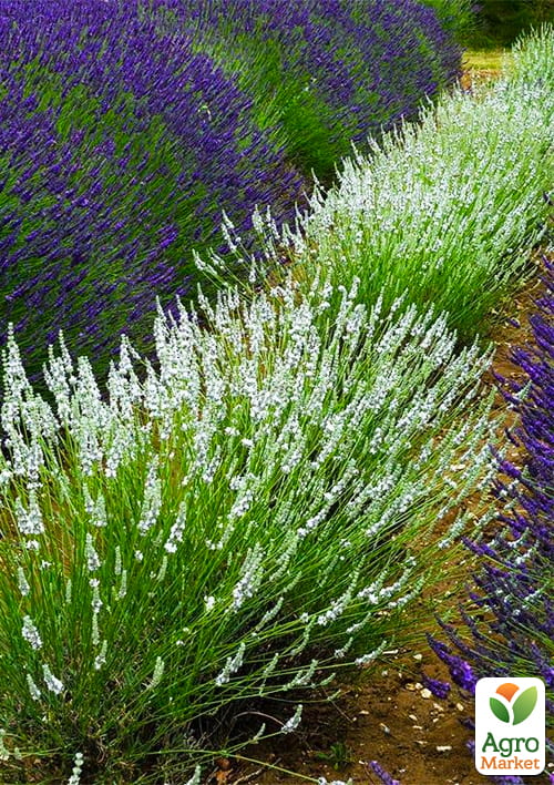 LMTD Лаванда белоснежная 2-х летняя "Edelweiss" (20-30см) - фото 6