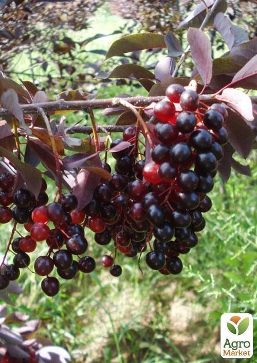 Черемуха "Шуберта" (середній термін дозрівання)