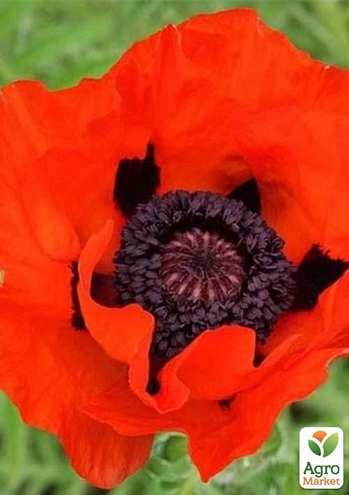 Мак "Красный" (Зипер) ТМ "Весна" 0,5г