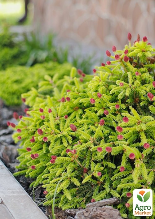 Ель 3-х летняя карликовая "Push"  высота 15-20см - фото 3