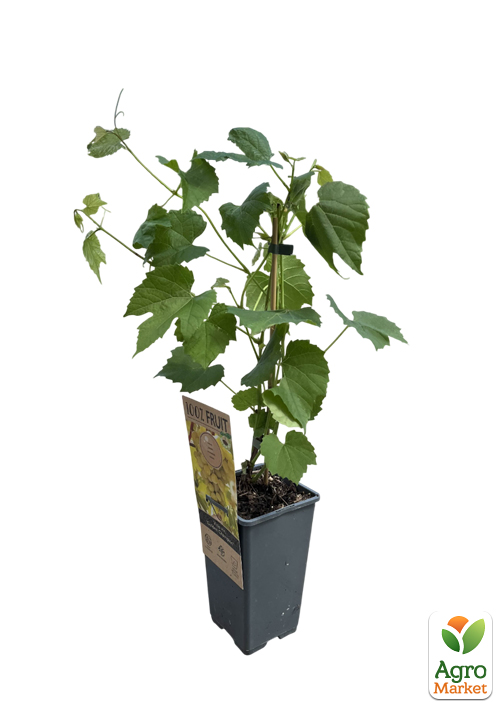 LMTD Виноград "Golden Champion" (сортовой, укорененный) - фото 2